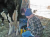 our Hawaiian nephew was freezing while trying to help milk the cow.